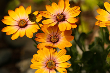 Fototapeta premium Kapkörbchen, Osteospermum