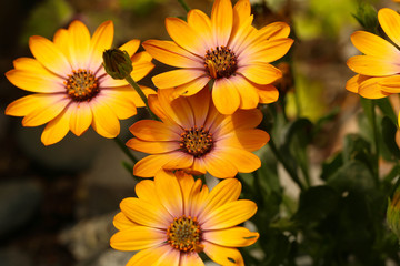 Kapkörbchen,  Osteospermum