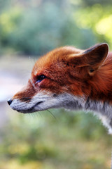 red fox vulpes