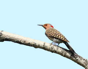 northern flicker standing on the branch