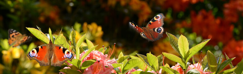 Schmetterling 678 © K.-U. Häßler