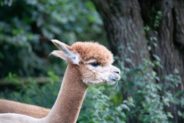 The Alpacacrew