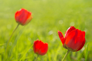 Obraz premium Red tulips in the garden. Flowers in the backlight.