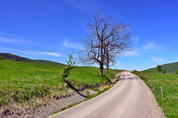 Rural road  on sunny spring day.