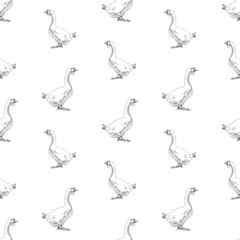 Seamless background of sketches walking white geese