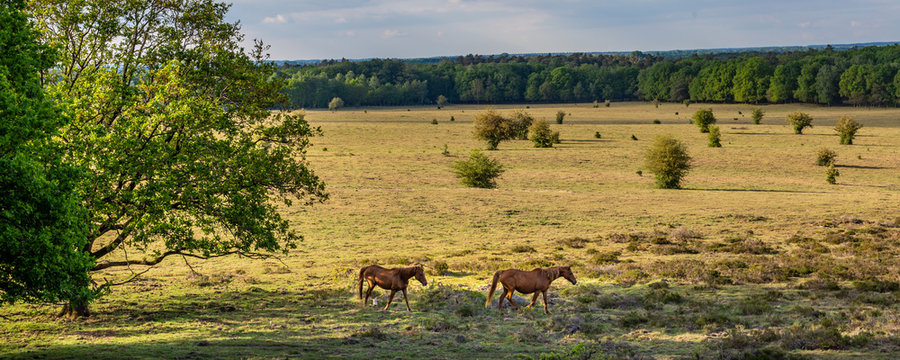 View onm wild horises from viewpoint 'De Valenberg', in natrure reserrve Planken Wambuis at Veluwe Gelderland, Netherlands