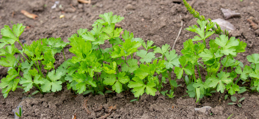 A bed of parsley on a plot of land, farming in your garden, growing herbs seasoning to add to food.