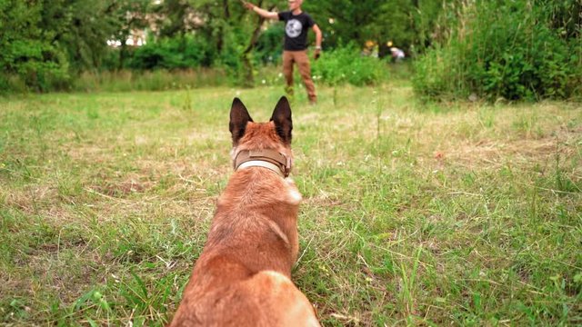 The Dog Is Waiting For Her Trainer To Give Her The Command, Slow Motion Video. Belgian Malinois Looks At His Man In The Park. Dog Training Concept Video