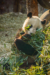 A black and white giant panda sits on the ground and eats bamboo leaves.