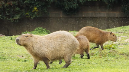 Capybara