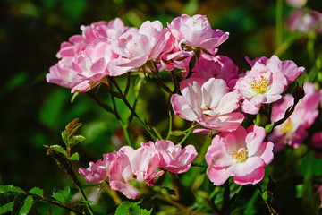 Evergreen roses, flower of de Mediterranean