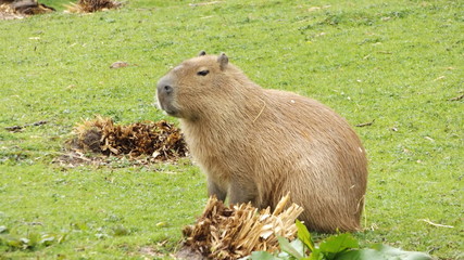 Capybara
