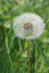 Fototapeta premium Pusteblume