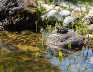 Frosch,amphibien,  teich, lurch, stein, garten, biotop, weiher, quaken, natur, tarnung, wechselblüter, tiere, sumpf, gefärdet, aussterben, 