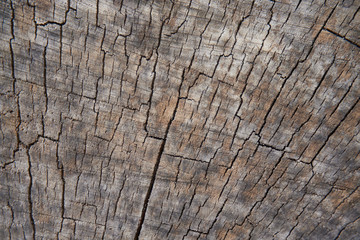 Stump of tree. Cross section of the tree. Beautiful wooden background with cracks