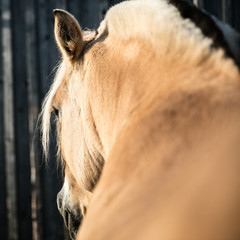 Norweger Pony
