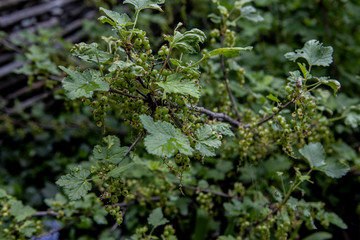 branches with young green red currants. Homework for the winter