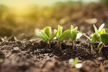 The first sprouts of a soybean plant stretch toward the sun in an agricultural field. Young soybean crops during the period of active growth.