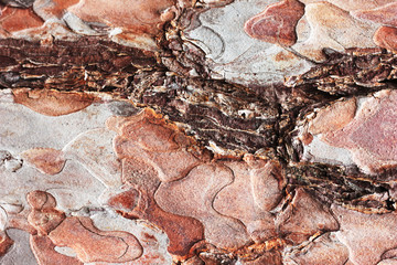 tree bark background