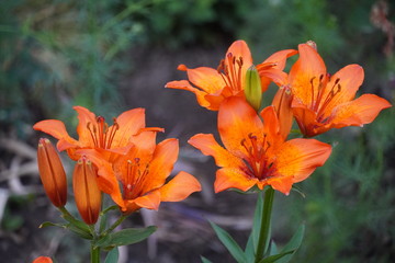 Spring flowers in late May 