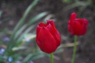 Spring flowers in late May 
