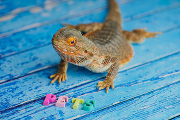 male bearded dragon (Bartagame) is sitting on a blue wooden background with the word PETS in front of him, laid with wooden colored letters
