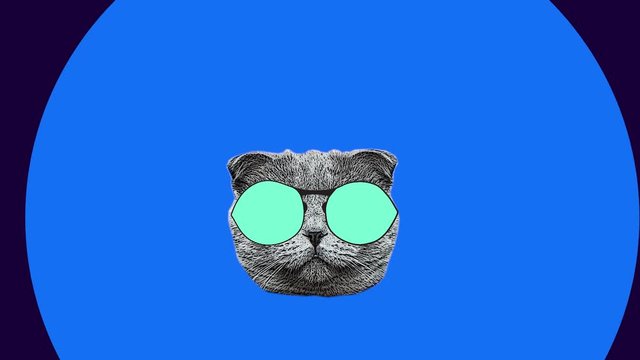Sunglasses fashion. Cool cat head changing stylish eyewear on blue pink magento turquoise minimal motion art background.