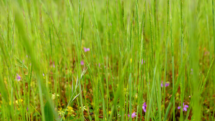 green grass with dew drops