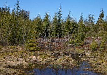 Firs and pines in the spring forest