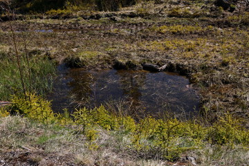 A small swamp in the forest