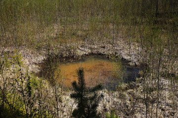 Swamp in the forest