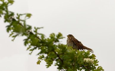 A drenched Yellow oatmeal sits on a spring branch in the rain...