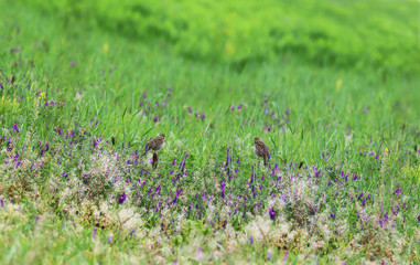 A pair of yellow bunting on a flowering spring meadow