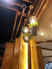 Hanging lights and plants