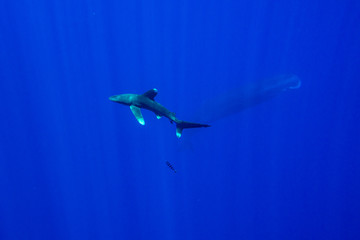 Whitetip shark