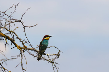 Golden bee-eater on a dry branch against the blue sky