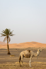 Fototapeta na wymiar camel in the desert