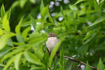 Young   red-backed Shrike among spring green leaves