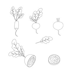Set of radish vegetables and its leaves and slices, black lines on white background. Vector flat cartoon illustration.