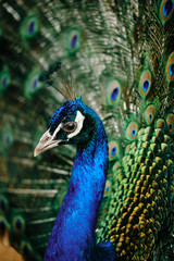Obraz premium peacock with feathers out during his exhibition for mating
