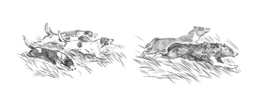 sketch of hunting wolves. dogs and wolves on a white background. engraving or drawing.