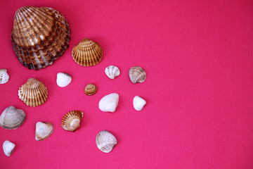 Conchas de mar con fondo rosa