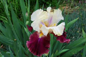 Fototapeta premium Iris flower with white upper petals and bard lower ones