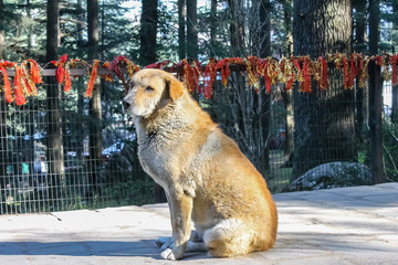 Obraz premium dog in the snow 