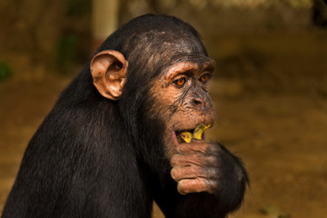 A chimpanzee eats a banana