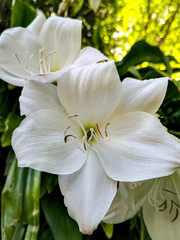 Obraz premium white flower, Lilium candidum