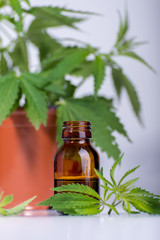 Medical, chemical theme background with cannabis leaves, oil bottle and young marijuana plant in a pot behind.