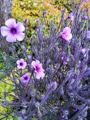 Geranium lanuginosum