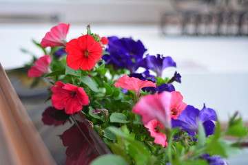 petunia, flower, leaf, blossom, purple, floral, green, nature, background, beautiful, bloom, bouquet, city, flora, plant, colorful, decoration, decorative, pink, pot, blooming, fresh, garden, natural,