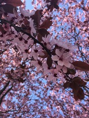 pink cherry blossom